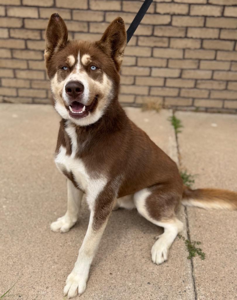 Fat Mike, ADOPTABLE, Adult Male Siberian Husky.
