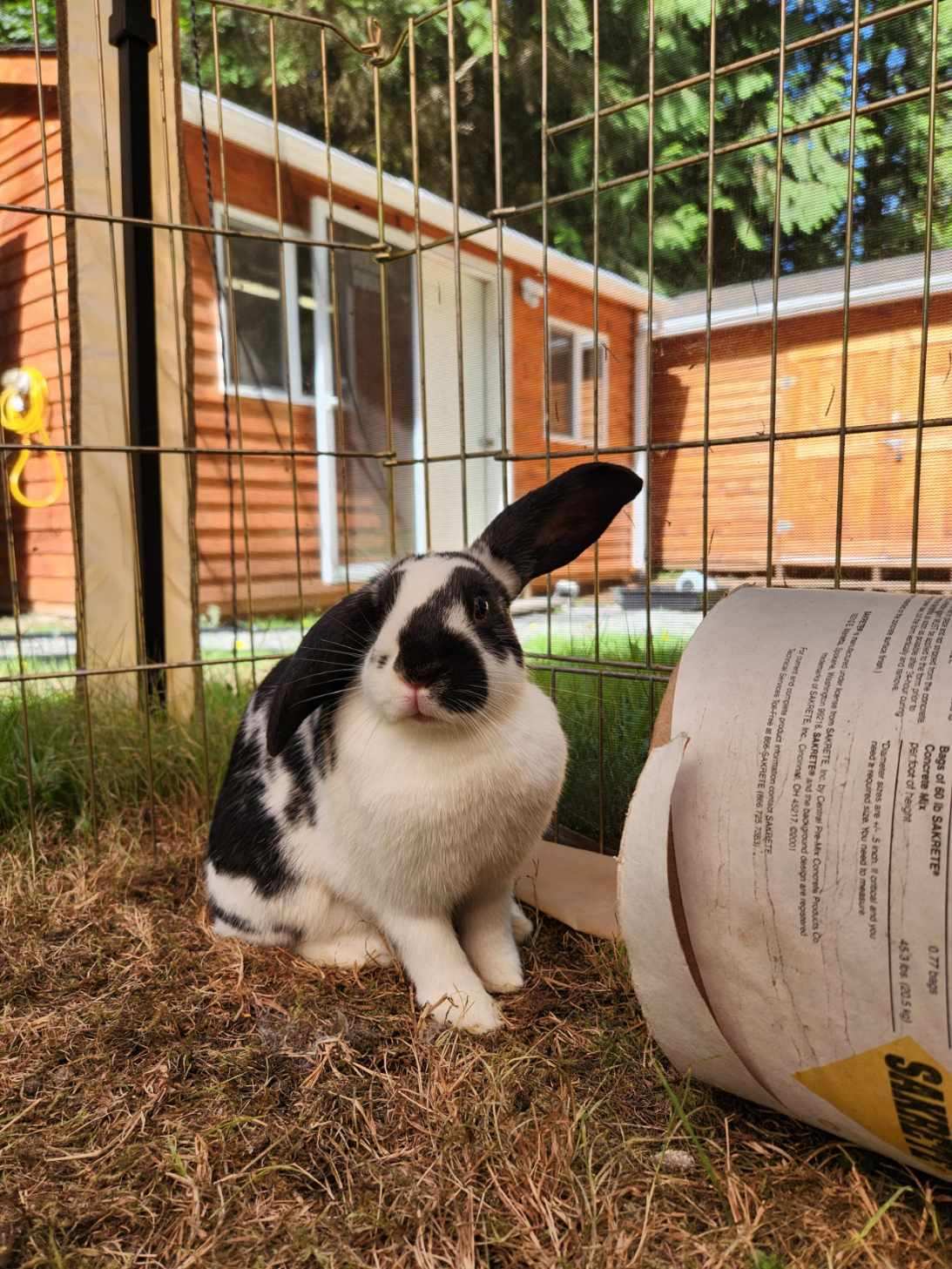 Enlarge Meadow (bonded to Brook), a Adoptable American in Carnation, WA image 3/6