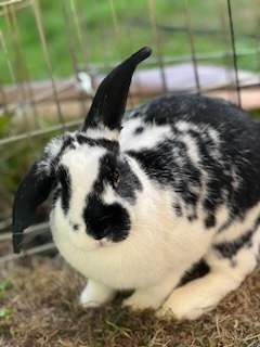 Enlarge Meadow (bonded to Brook), a Adoptable American in Carnation, WA image 4/6