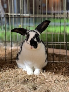 Enlarge Meadow (bonded to Brook), a Adoptable American in Carnation, WA image 5/6