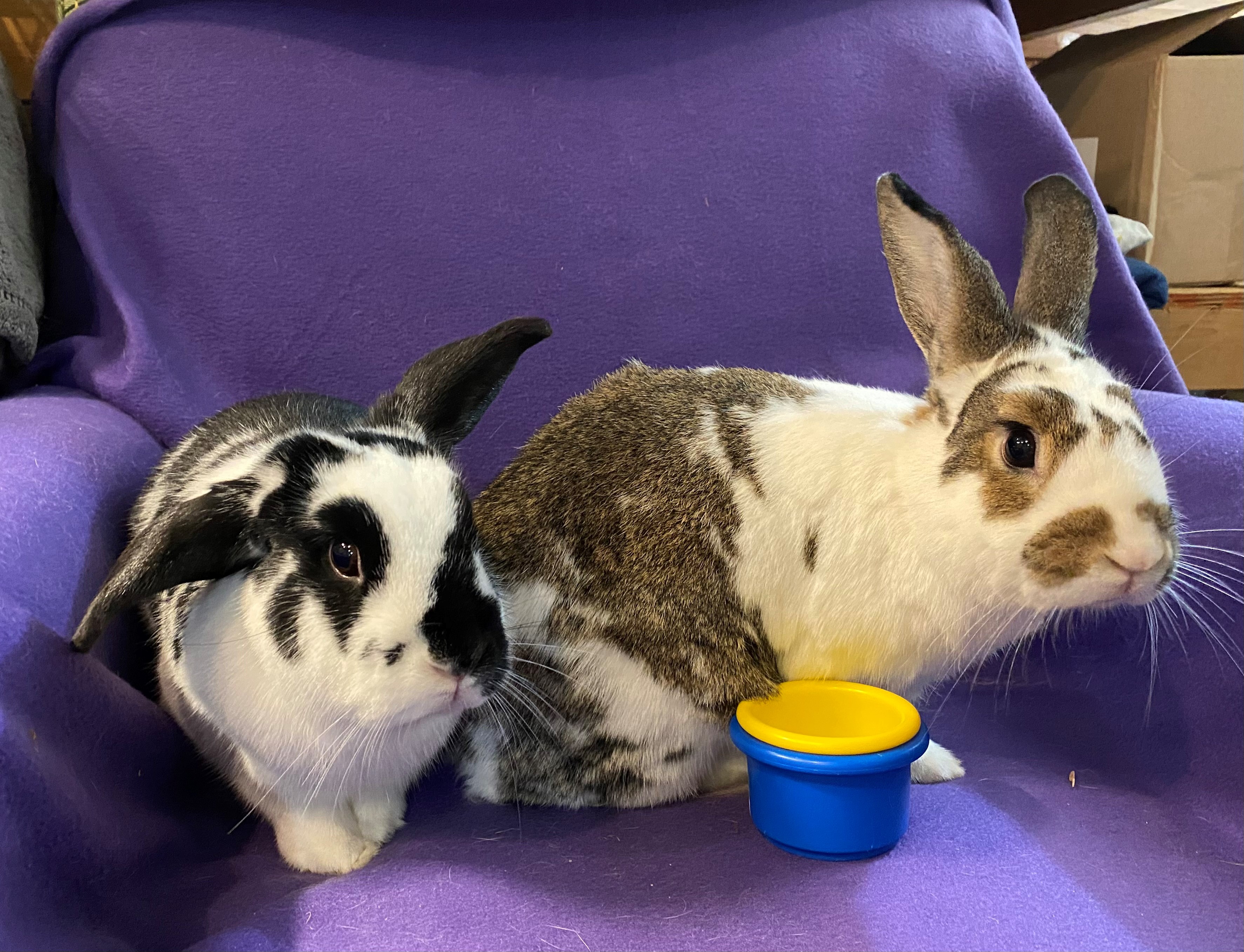 Enlarge Meadow (bonded to Brook), a Adoptable American in Carnation, WA image 2/6
