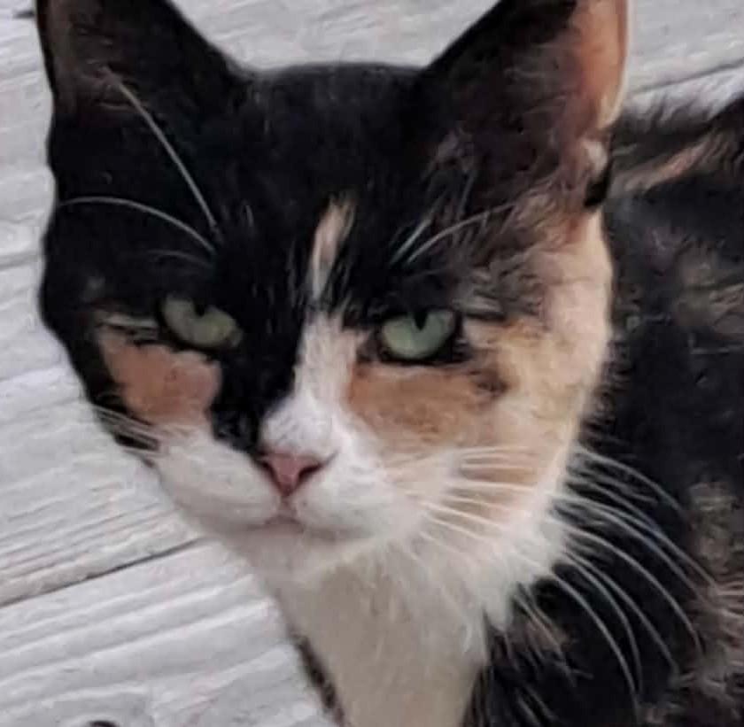 Enlarge Chloe, a Adoptable Calico in Beckley, WV image 2/4