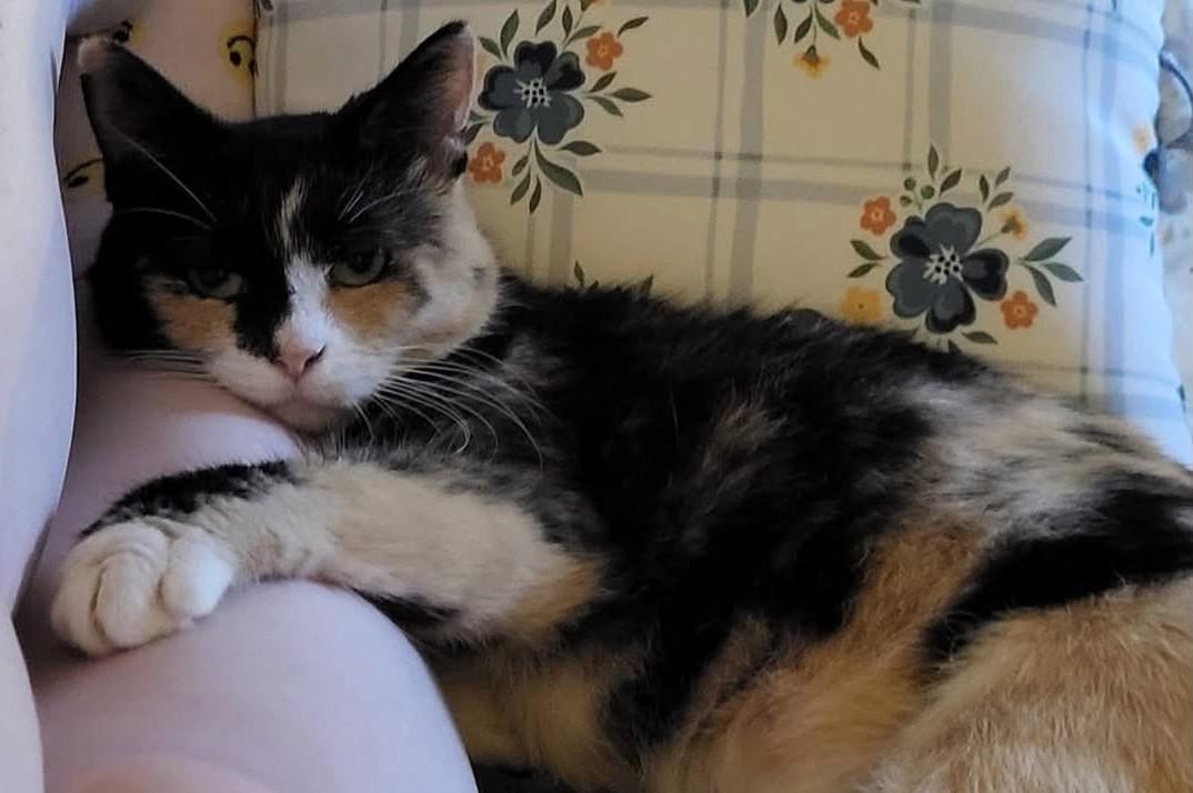Enlarge Chloe, a Adoptable Calico in Beckley, WV image 1/4