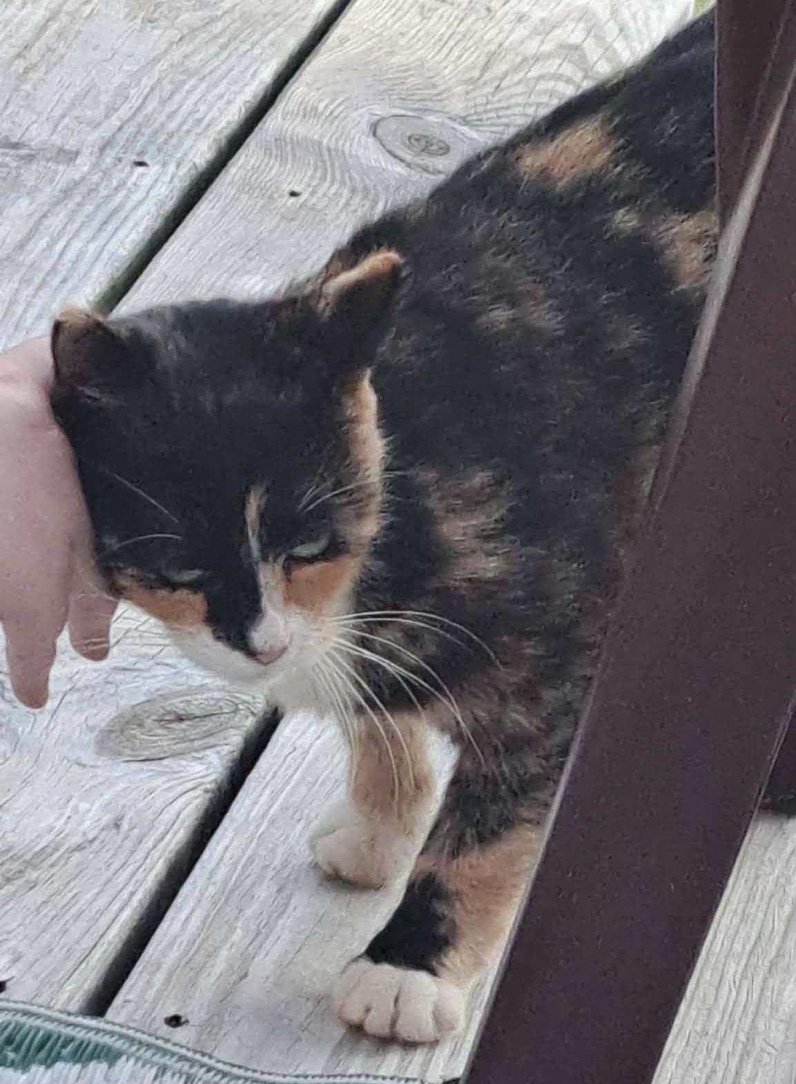 Enlarge Chloe, a Adoptable Calico in Beckley, WV image 4/4
