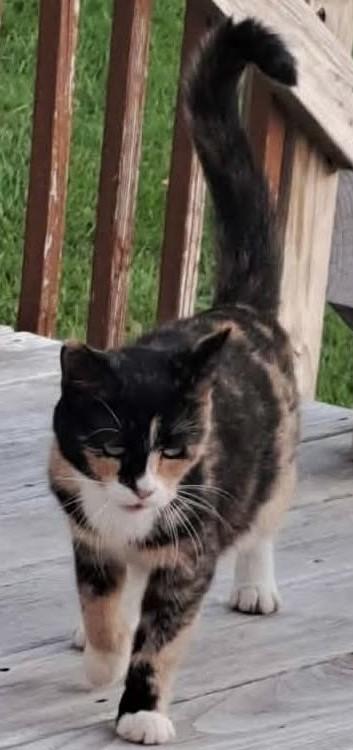 Enlarge Chloe, a Adoptable Calico in Beckley, WV image 3/4