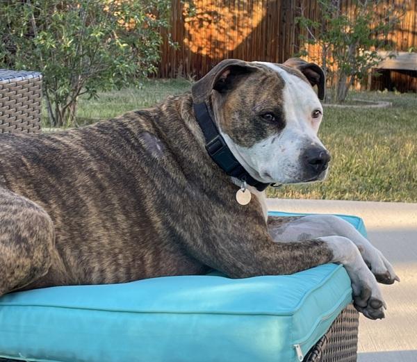 Loki, Adoptable, Adult Female Pit Bull Terrier.