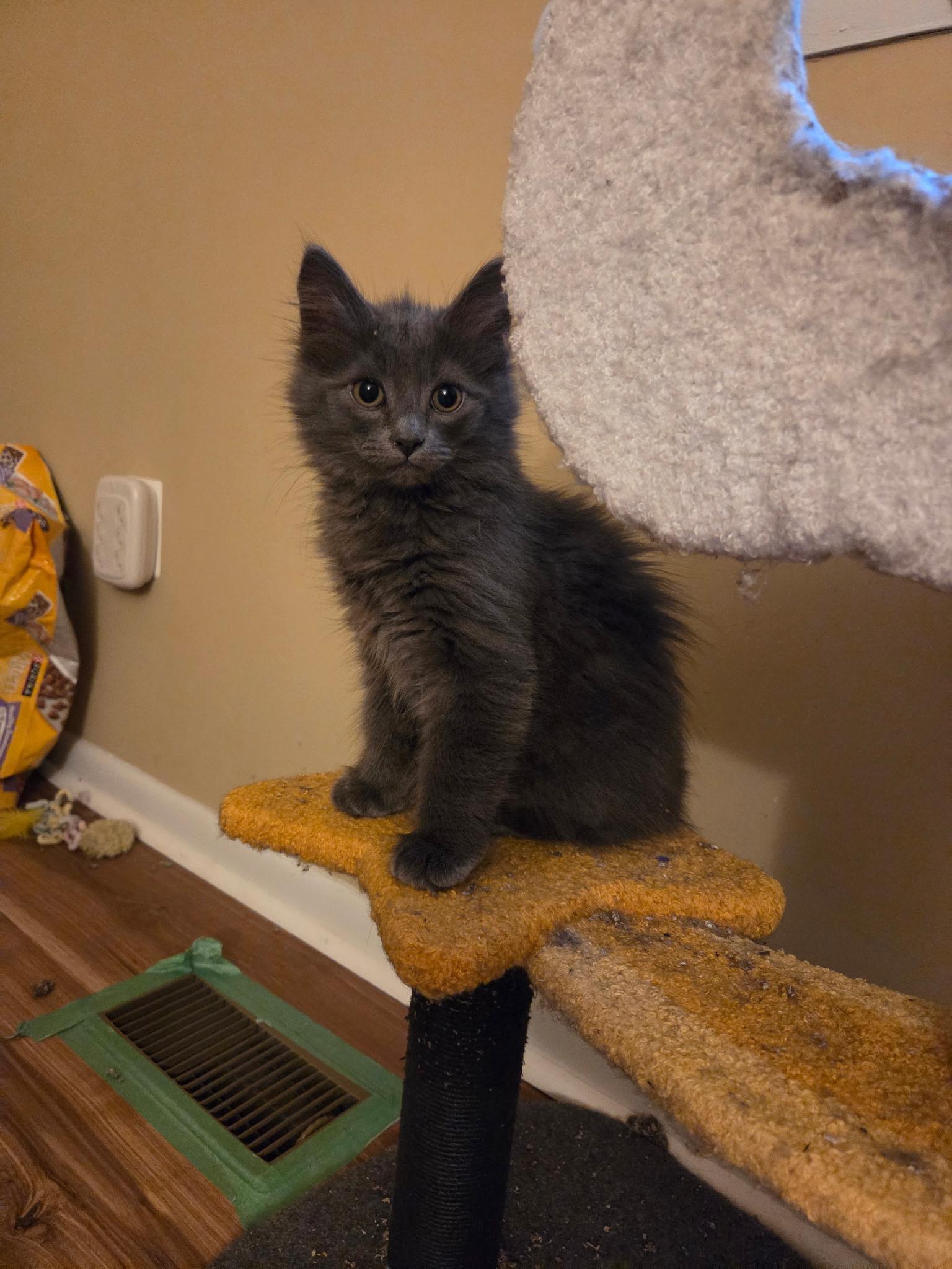 Noir and Augustus - SWEET MAMA & HER HANDSOME PRINCE, a ADOPTABLE American Shorthair in Bristow, VA image 2/5