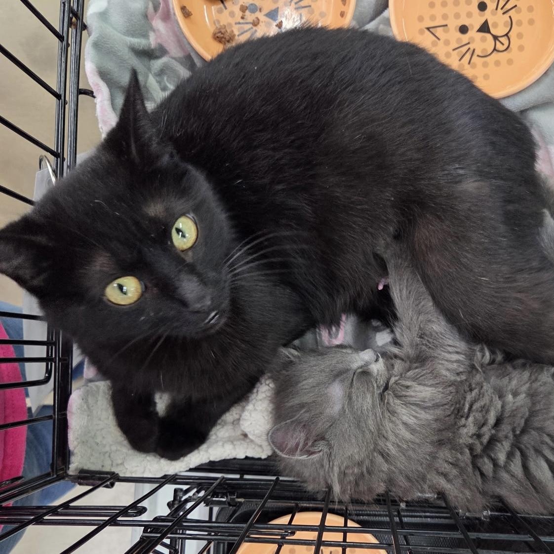 Noir and Augustus - SWEET MAMA & HER HANDSOME PRINCE, ADOPTABLE, Young Female American Shorthair.
