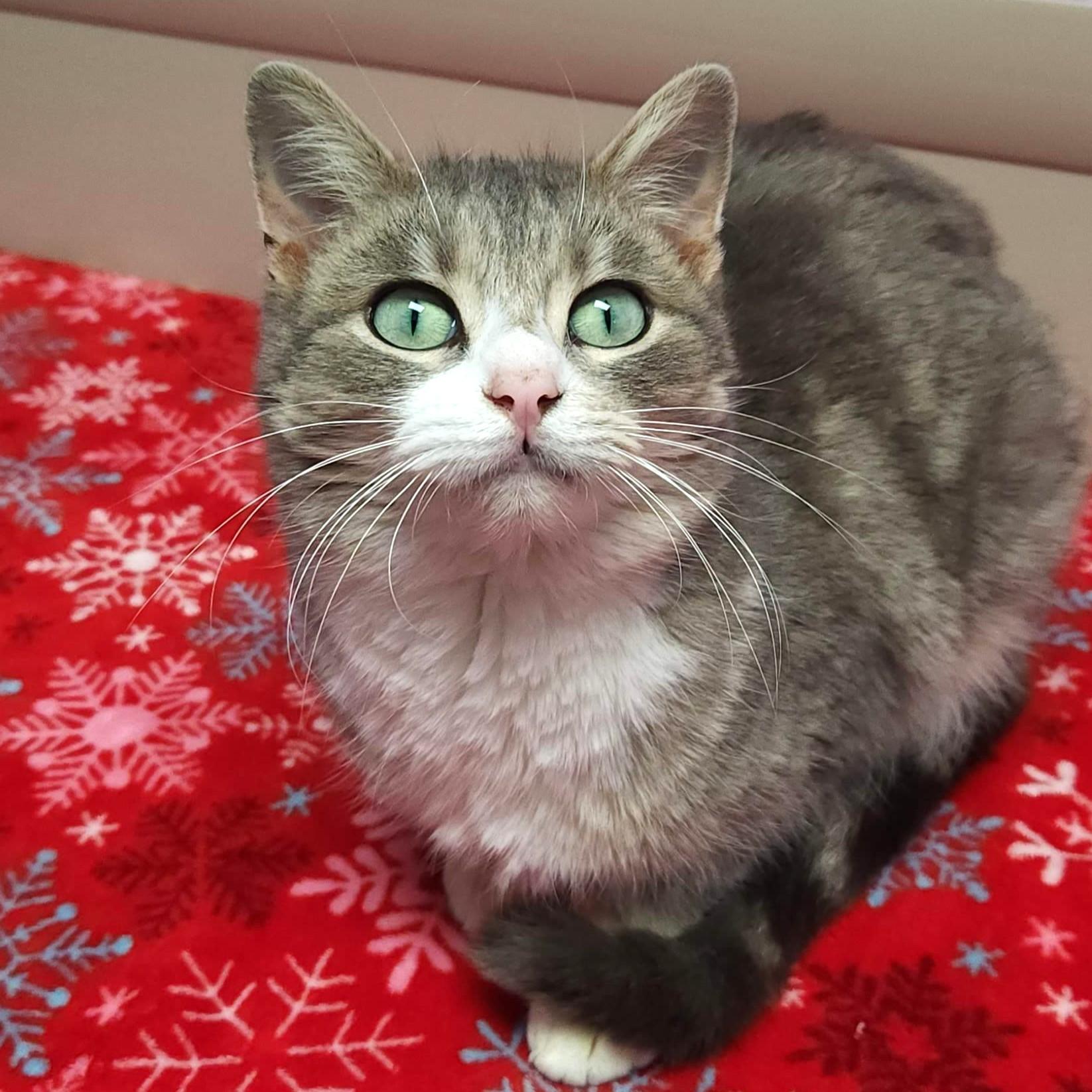 Enlarge Sunrise, a ADOPTABLE Domestic Short Hair in Marshfield, WI image 3/4