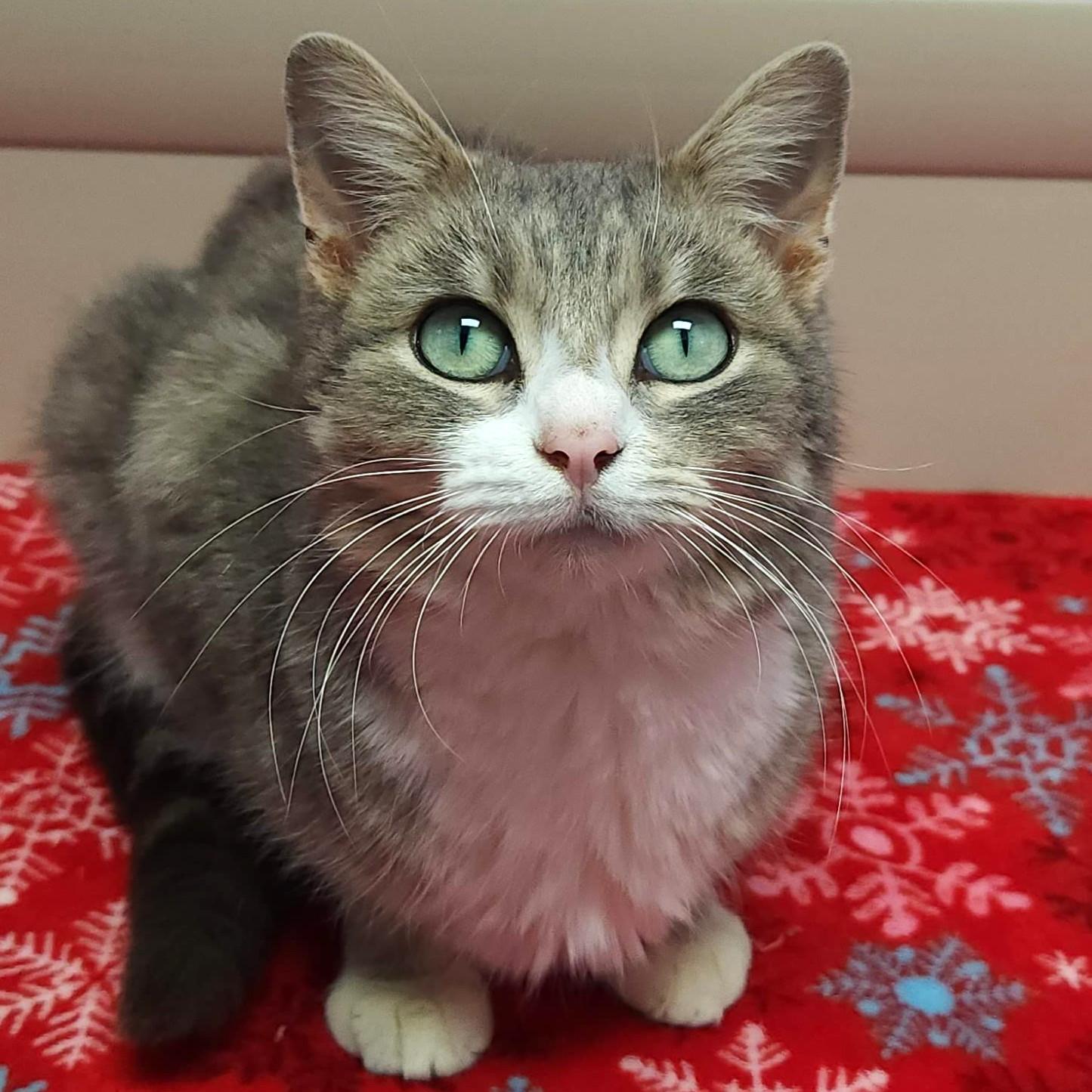 Enlarge Sunrise, a ADOPTABLE Domestic Short Hair in Marshfield, WI image 2/4