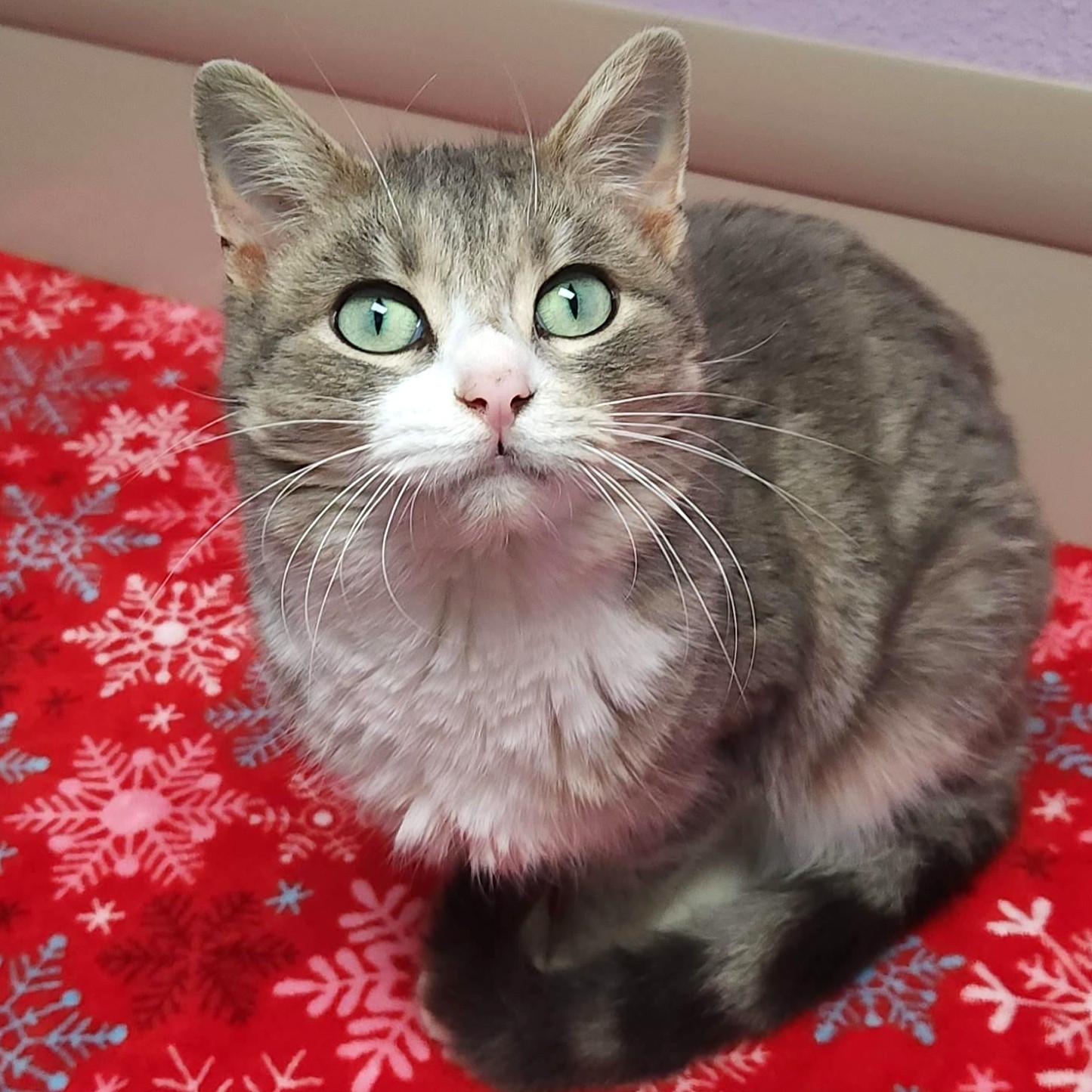 Sunrise, ADOPTABLE, Adult Female Domestic Short Hair.
