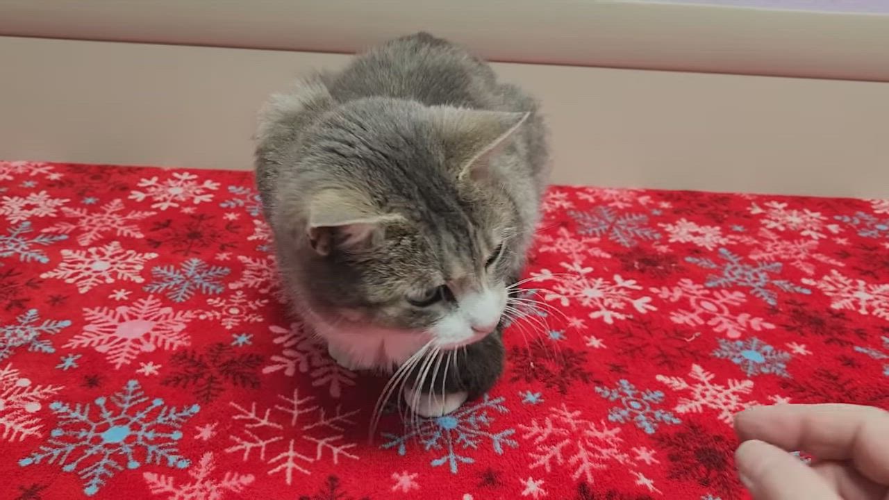 Enlarge Sunrise, a ADOPTABLE Domestic Short Hair in Marshfield, WI video 4/4