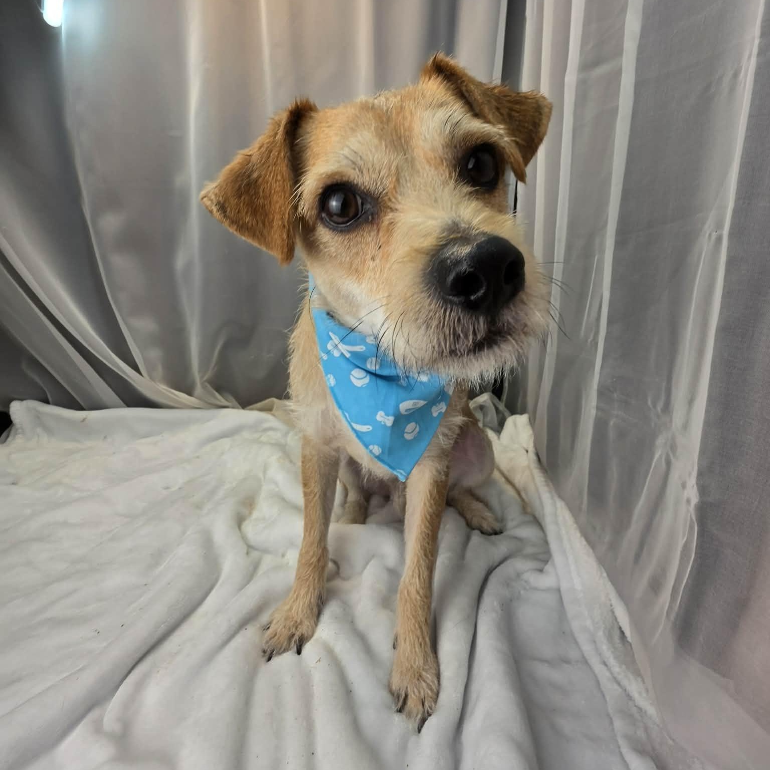 Enlarge Buddy, a Adoptable mixed breed in Jackson, MI image 5/6