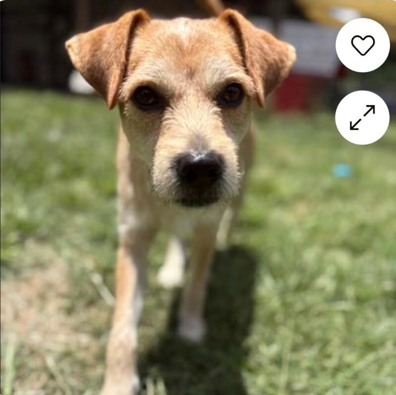 Buddy, Adoptable, Young Female Cairn Terrier.