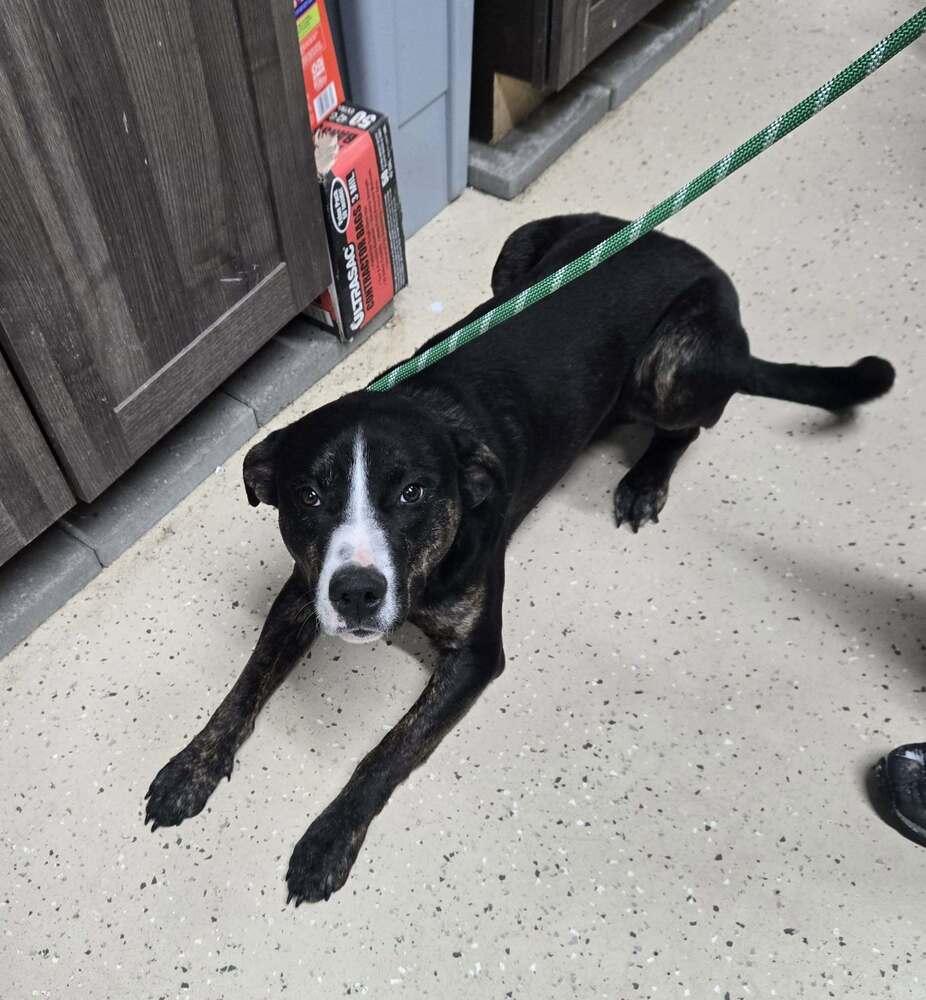 Croley, Adoptable, Young Male Plott Hound.