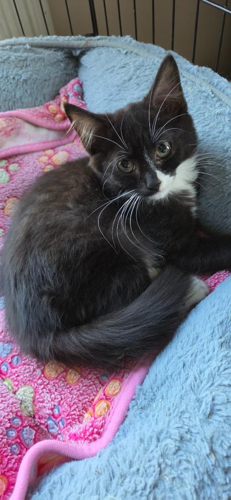 Enlarge 2026-89 Warrior, a Adoptable mixed breed in Windsor, CT image 1/1