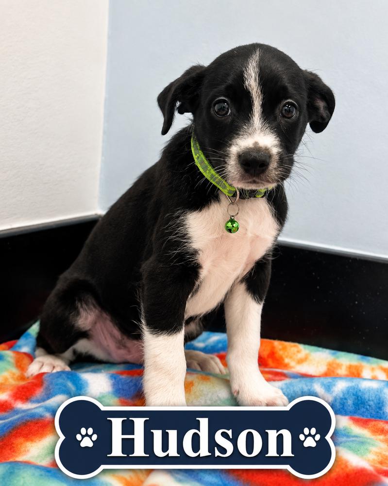 Hudson, Adoptable, Puppy Male Jack Russell Terrier & Border Collie.