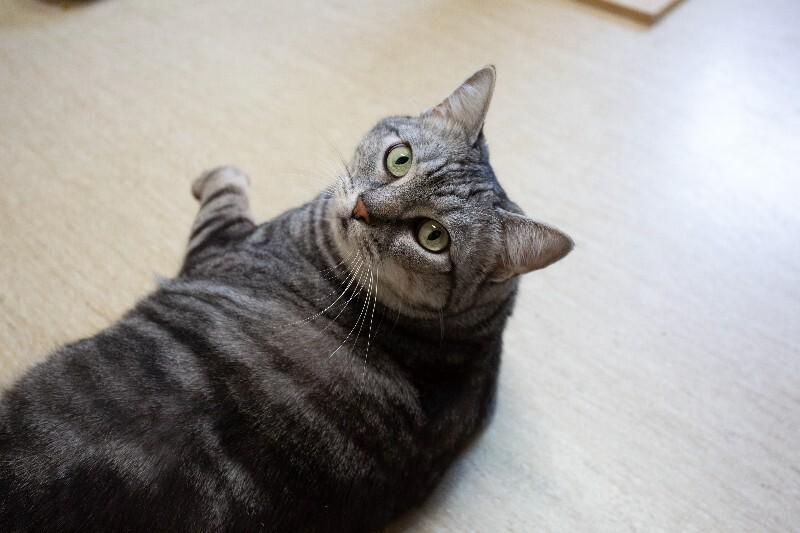 Nova, Adoptable, Senior Female Domestic Short Hair.