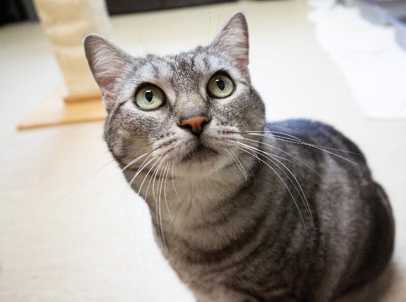 Nova, a Adoptable Domestic Short Hair in Arlington, WA image 2/5