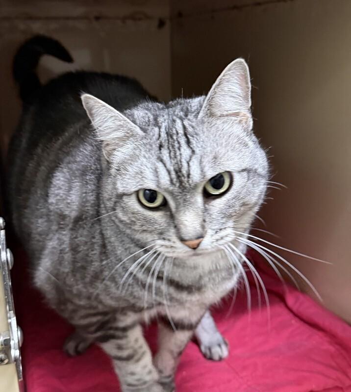 Nova, a Adoptable Domestic Short Hair in Arlington, WA image 3/5