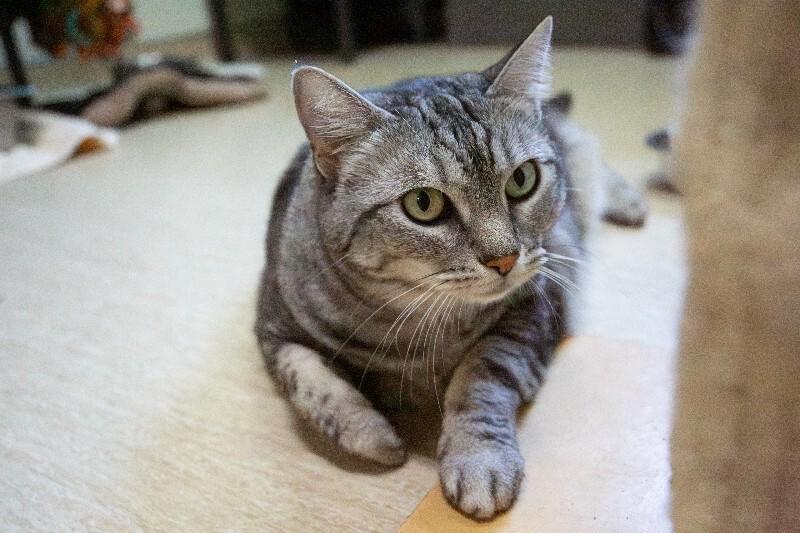 Nova, a Adoptable Domestic Short Hair in Arlington, WA image 4/5