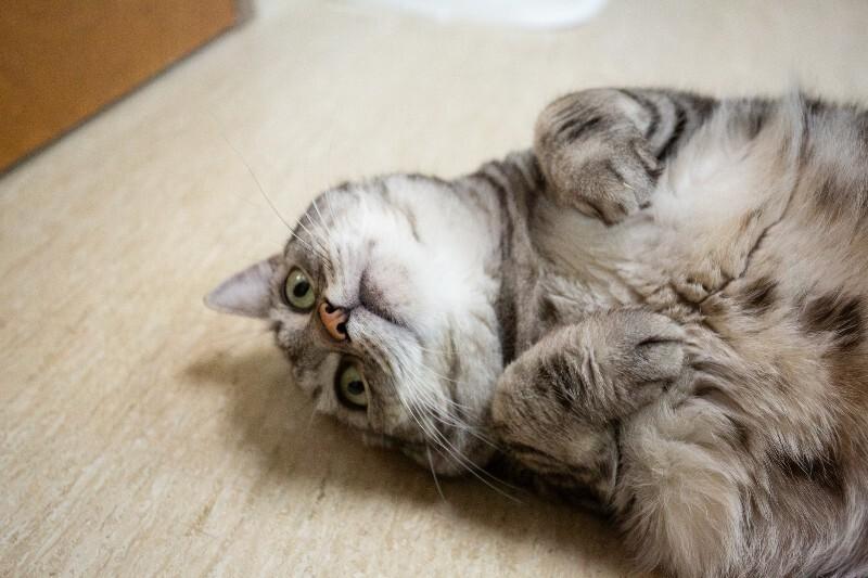 Nova, a Adoptable Domestic Short Hair in Arlington, WA image 5/5