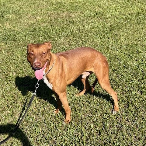 Meet Rocket–smart  Loyal thumbnail 2