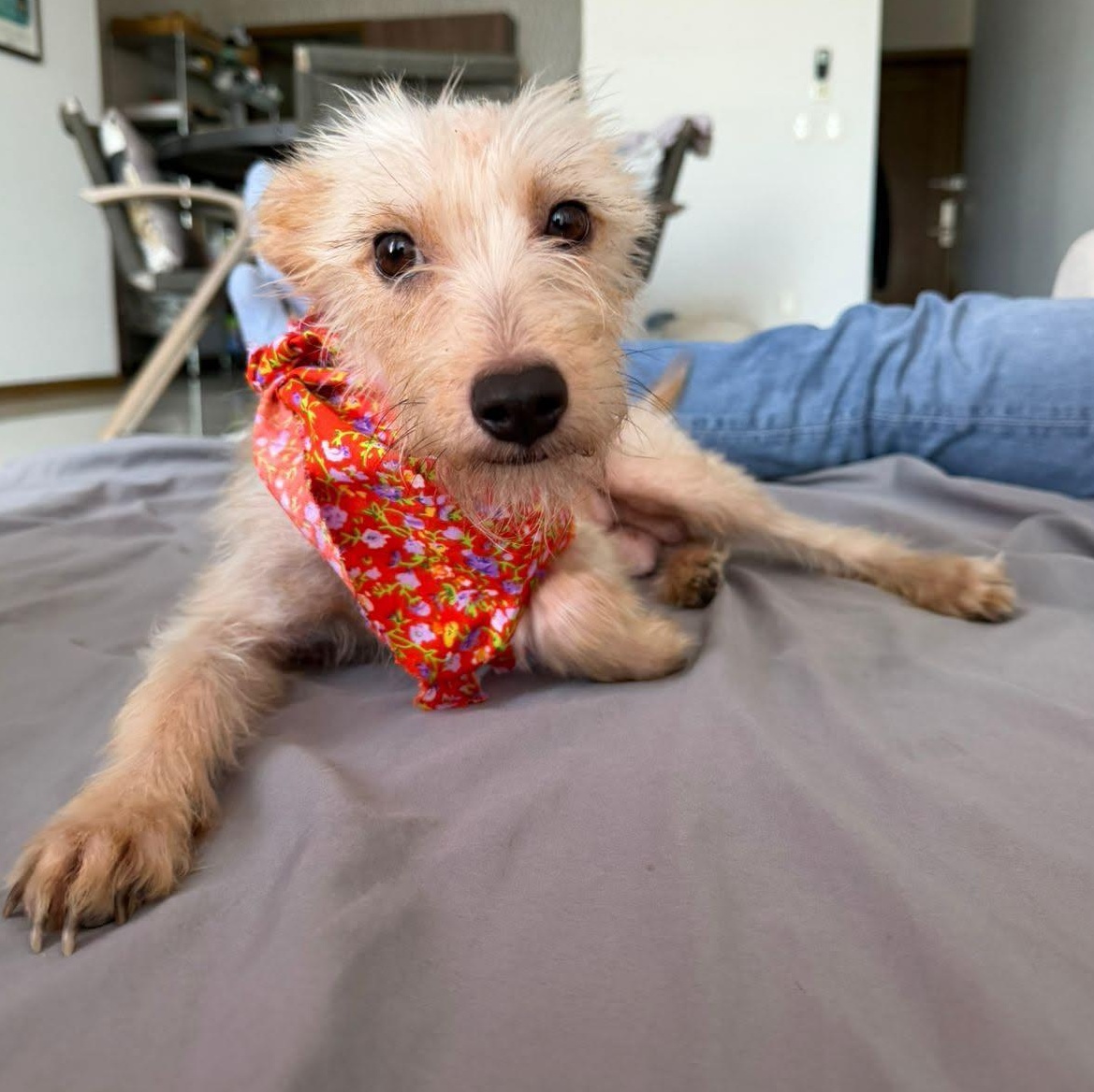 Enlarge SARABI, a Adoptable mixed breed in Auburn, WA image 3/5