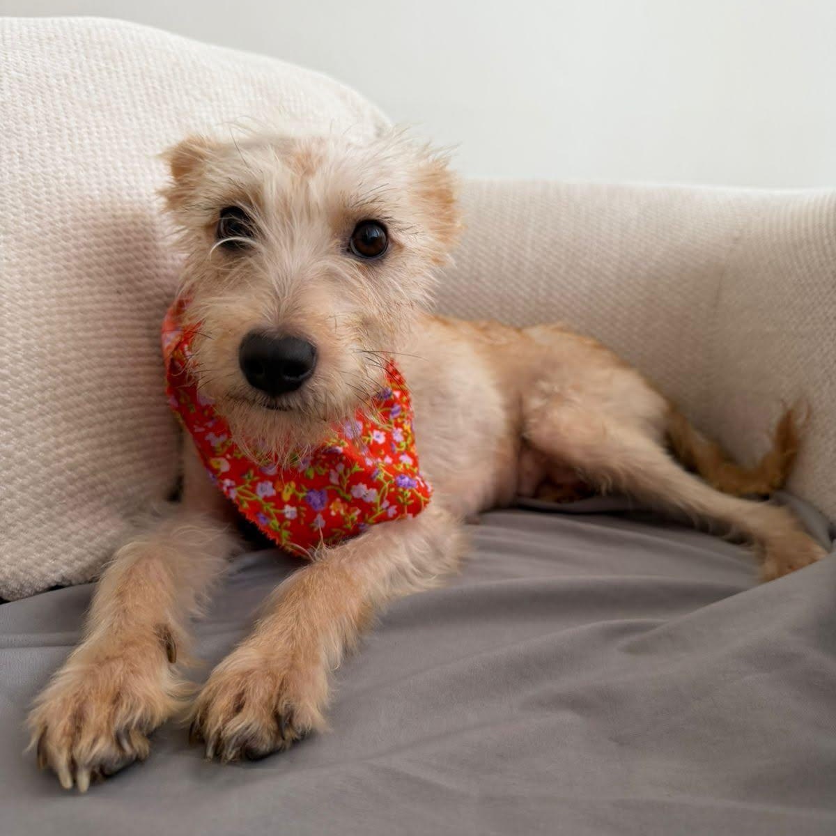 SARABI, Adoptable, Young Female Miniature Poodle & Cairn Terrier.