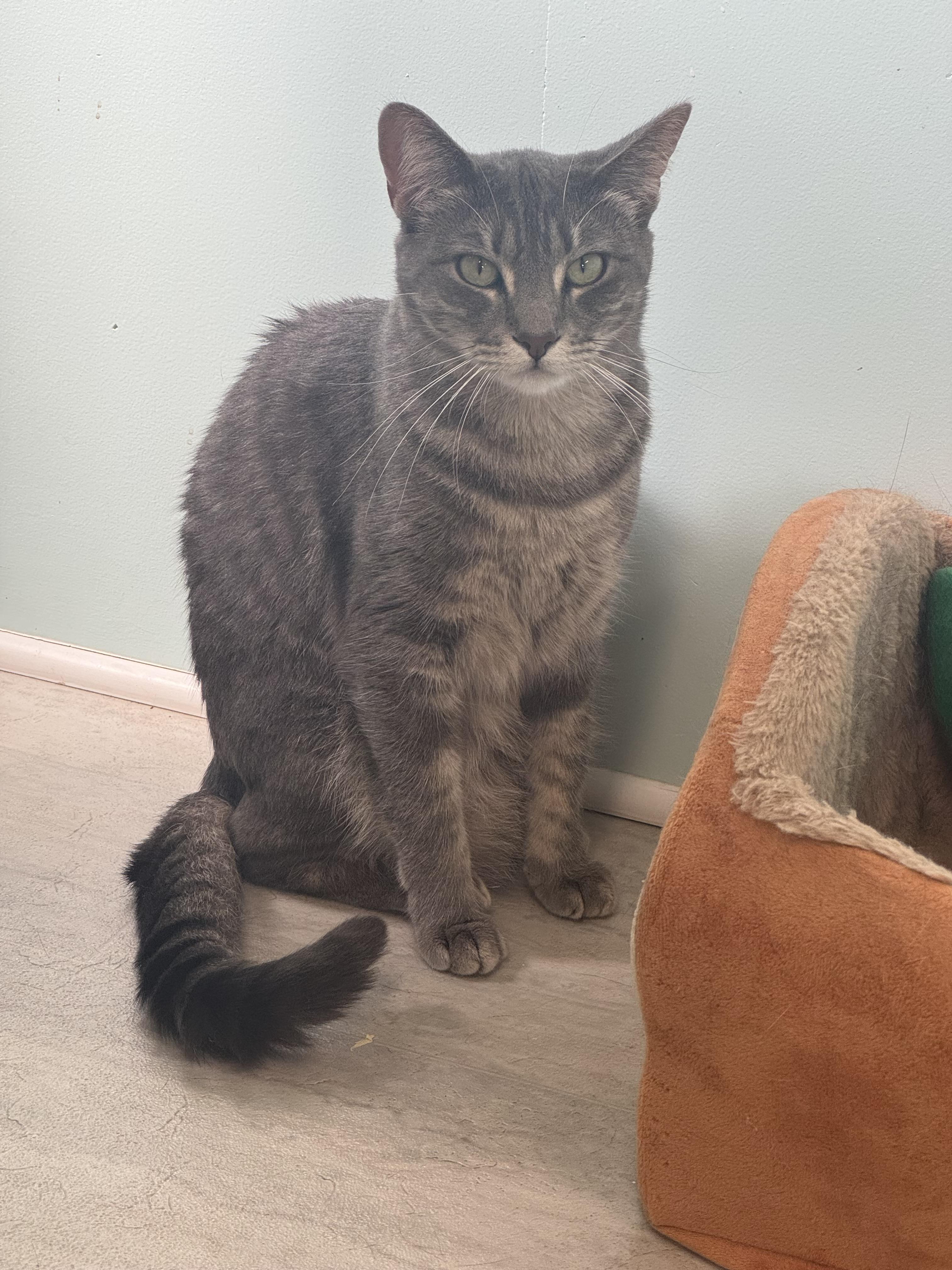 Rachel, Adoptable, Young Female Tiger.