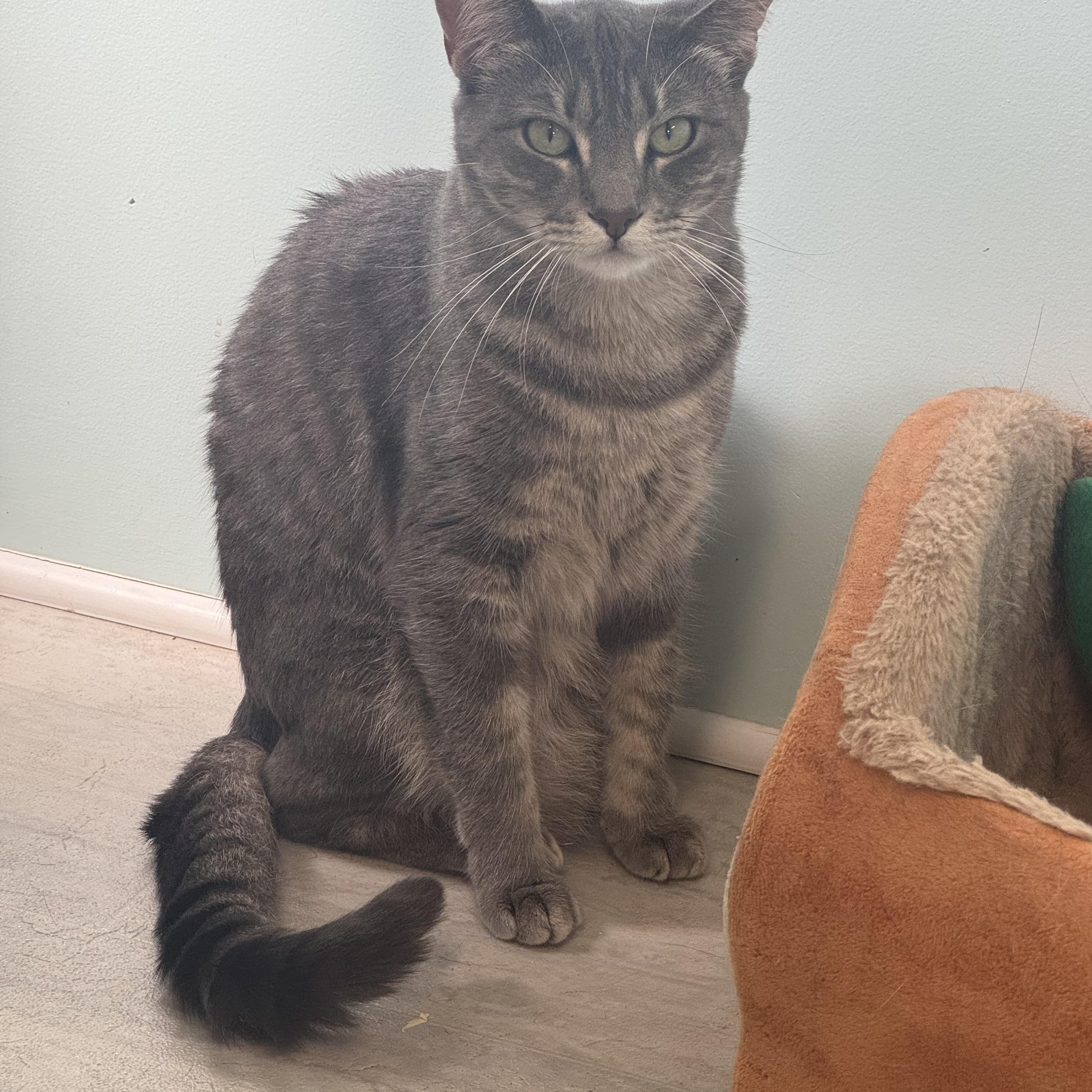 Enlarge Rachel, a Adoptable Tiger in East Northport, NY image 1/5