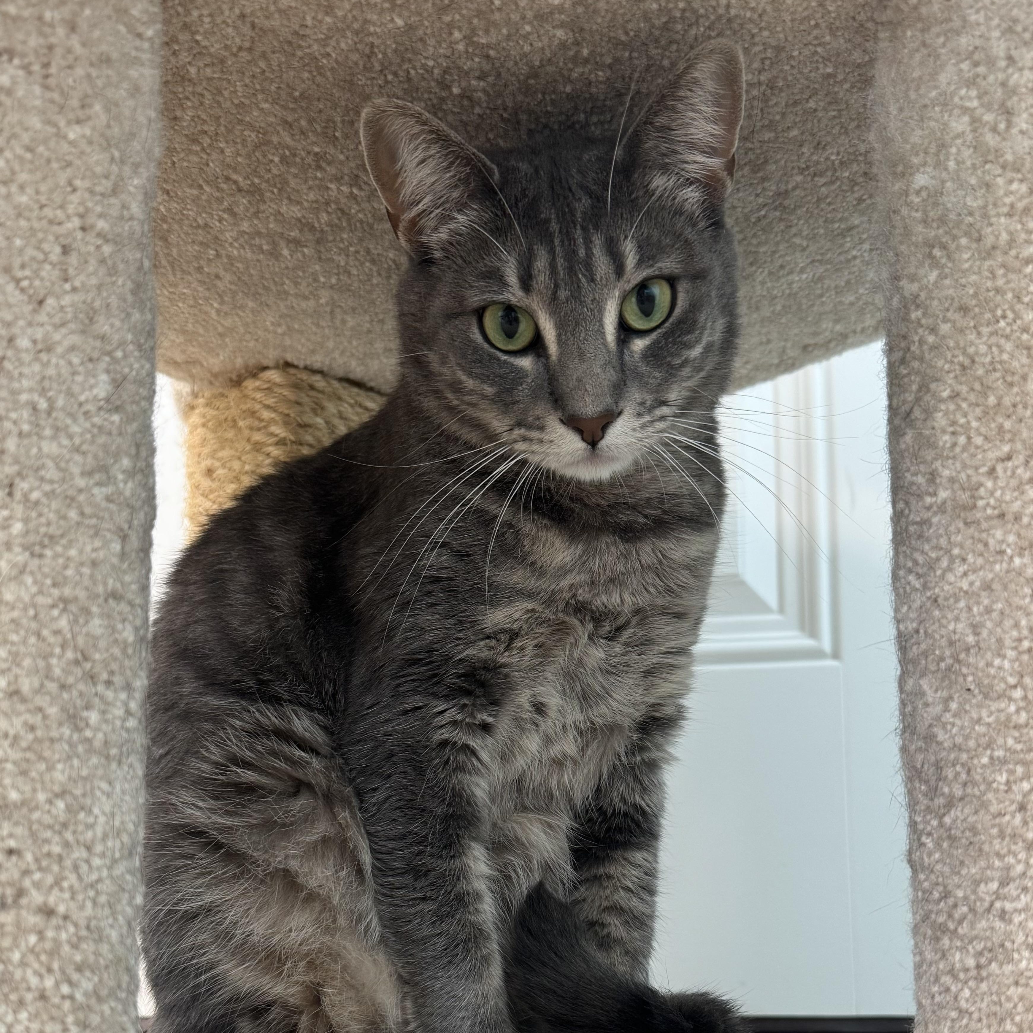 Rachel, a Adoptable Tiger in East Northport, NY image 2/5