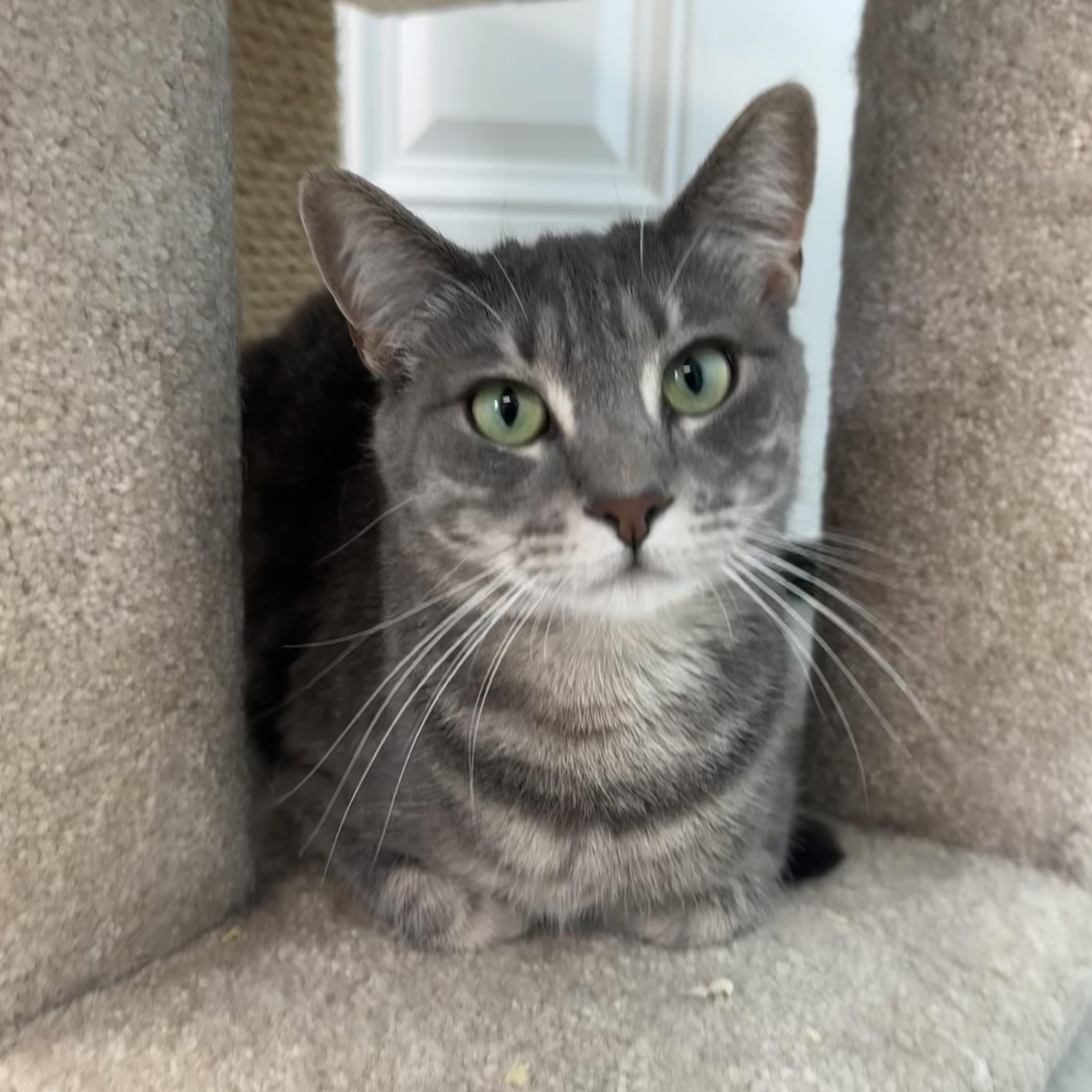 Rachel, a Adoptable Tiger in East Northport, NY image 3/5