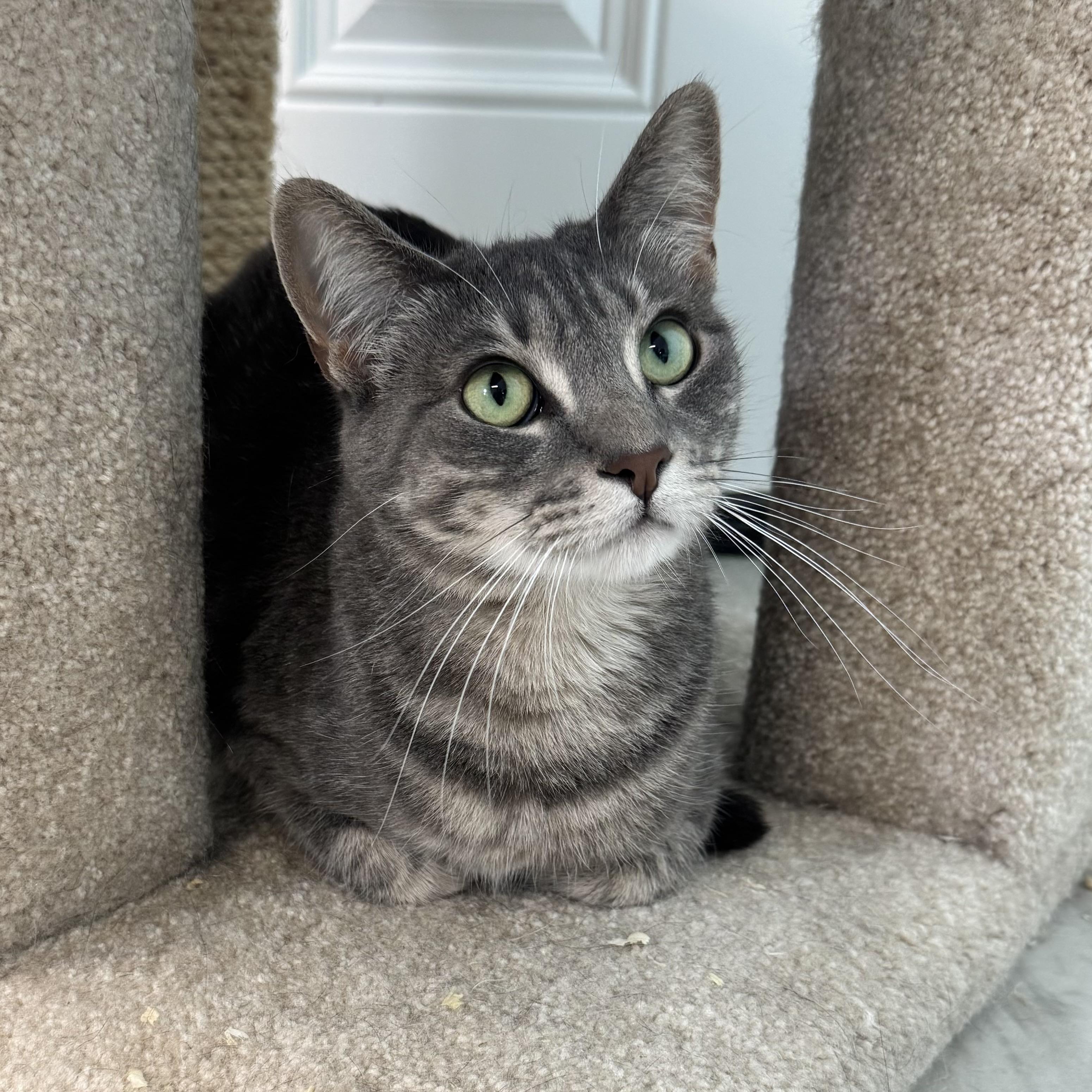 Rachel, Adoptable, Young Female Tiger.