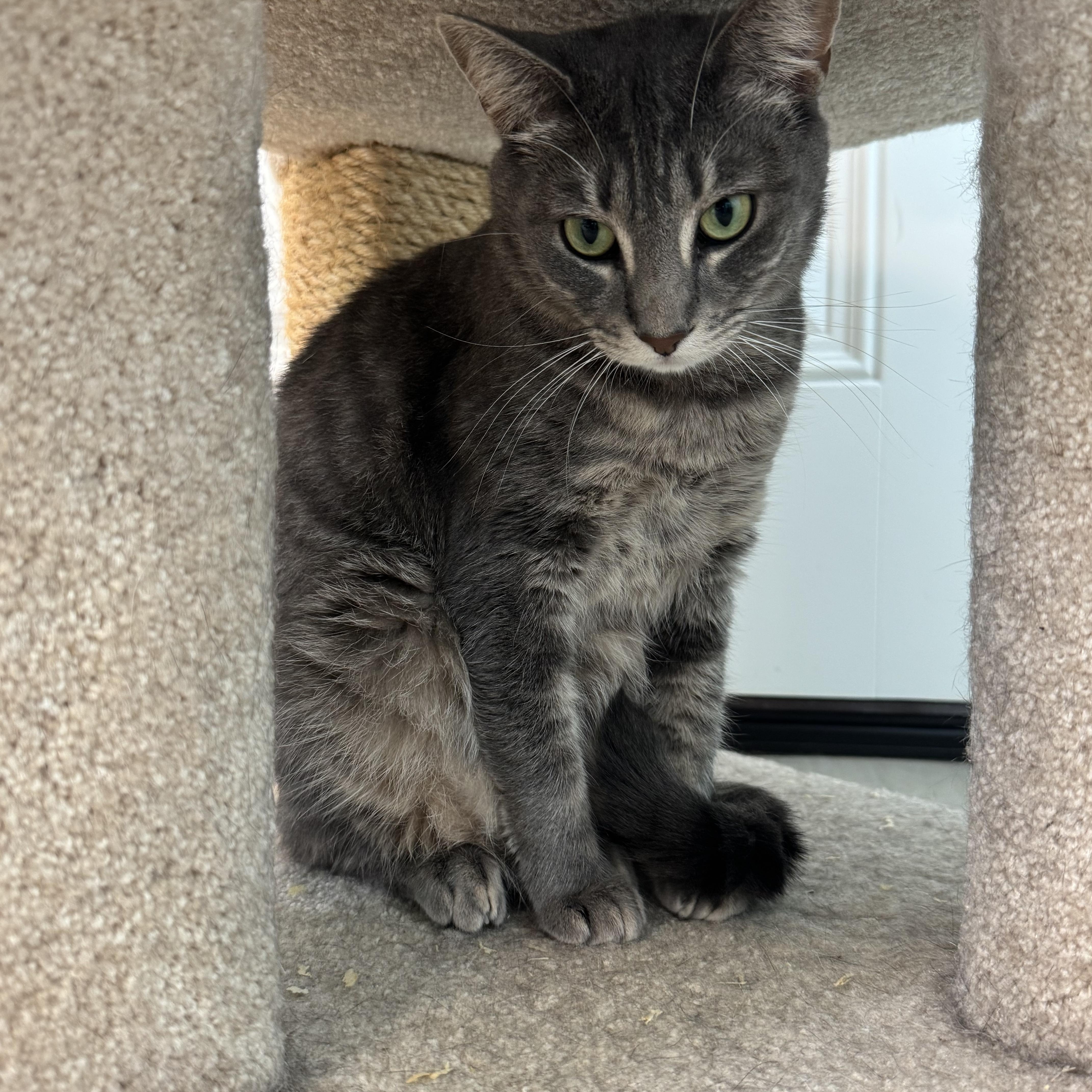 Rachel, a Adoptable Tiger in East Northport, NY image 5/5