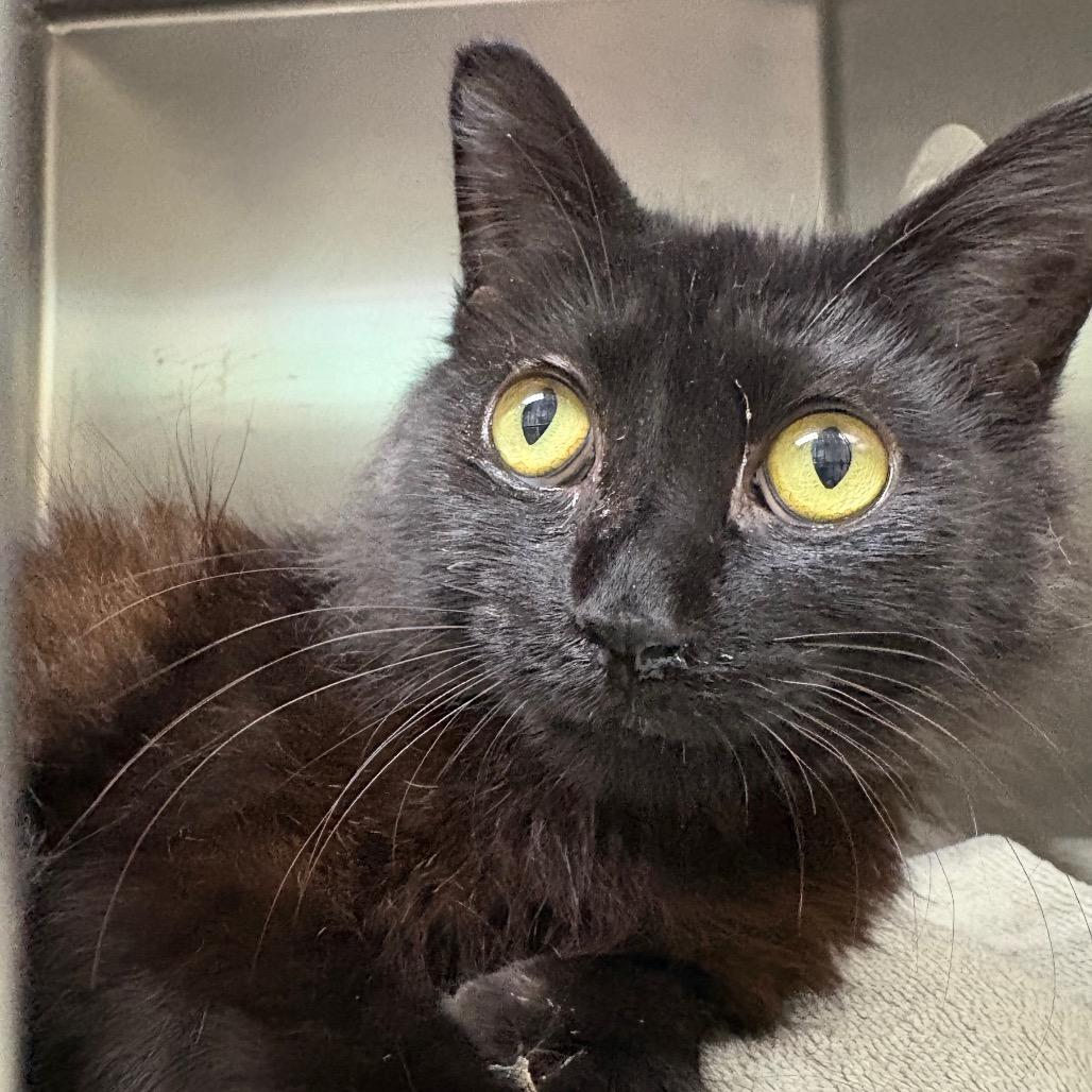 PC, Adoptable, Young Male Domestic Short Hair.