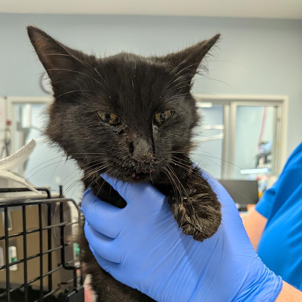 PC, a Adoptable Domestic Short Hair in Milton, FL image 2/2