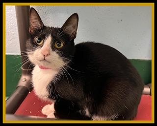 Enlarge IVY, a Adoptable Domestic Short Hair in Peoria, IL image 1/1