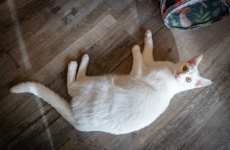 Stimpy, Adoptable, Adult Male Domestic Short Hair.