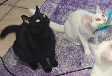 Enlarge Stimpy, a Adoptable Domestic Short Hair in Grand Rapids, MI image 2/6