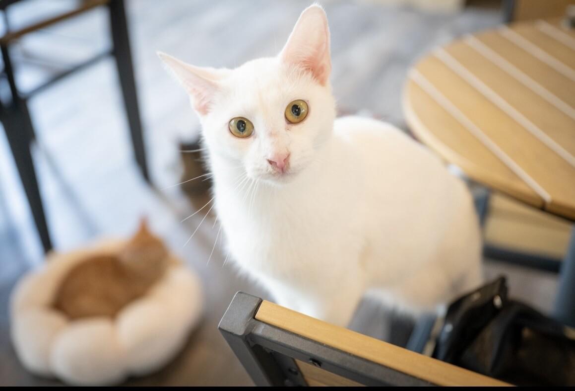 Enlarge Stimpy, a Adoptable Domestic Short Hair in Grand Rapids, MI image 3/6