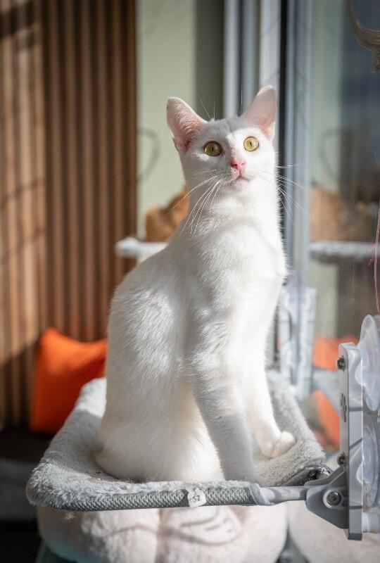 Enlarge Stimpy, a Adoptable Domestic Short Hair in Grand Rapids, MI image 4/6