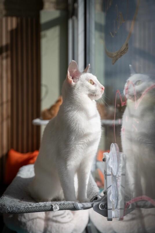 Enlarge Stimpy, a Adoptable Domestic Short Hair in Grand Rapids, MI image 5/6
