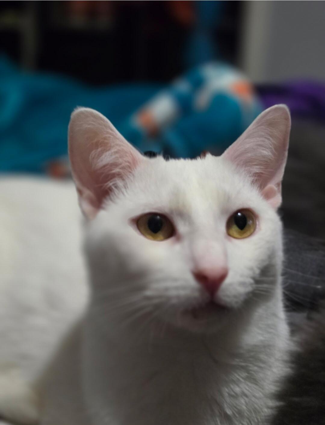 Enlarge Stimpy, a Adoptable Domestic Short Hair in Grand Rapids, MI image 6/6