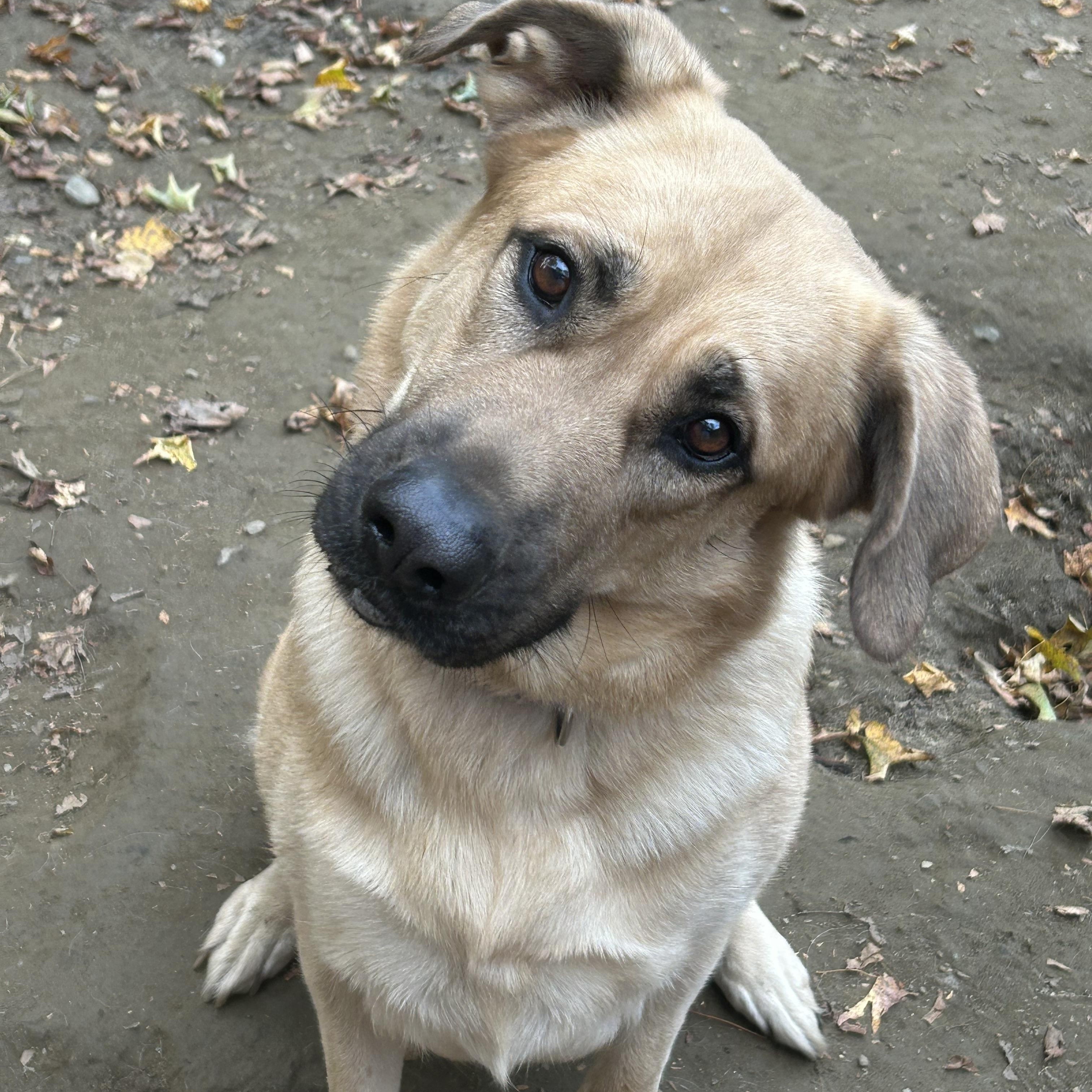 Rosie, a Adoptable mixed breed in Chelsea, VT image 2/4