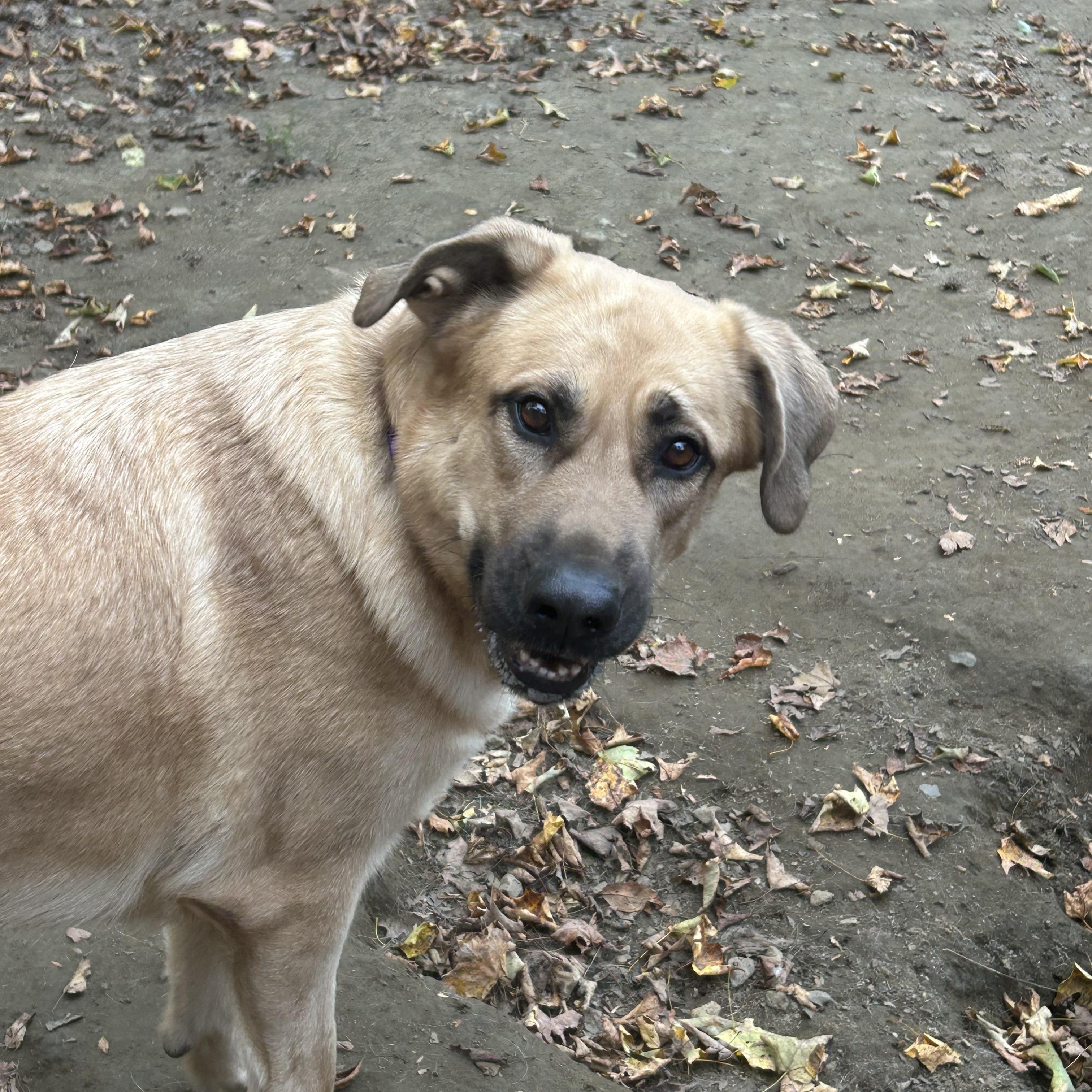 Rosie, a Adoptable mixed breed in Chelsea, VT image 4/4
