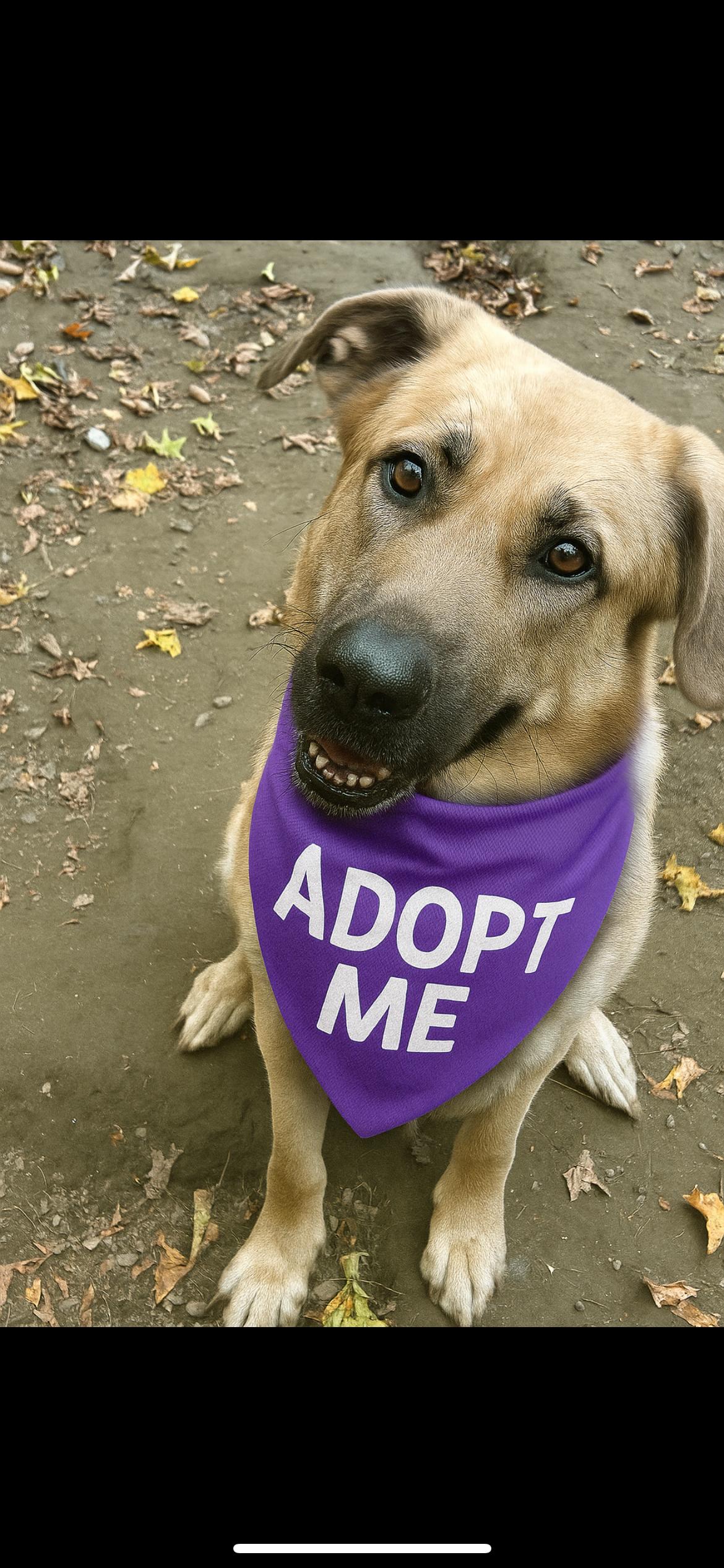 Rosie, a Adoptable mixed breed in Chelsea, VT image 1/4