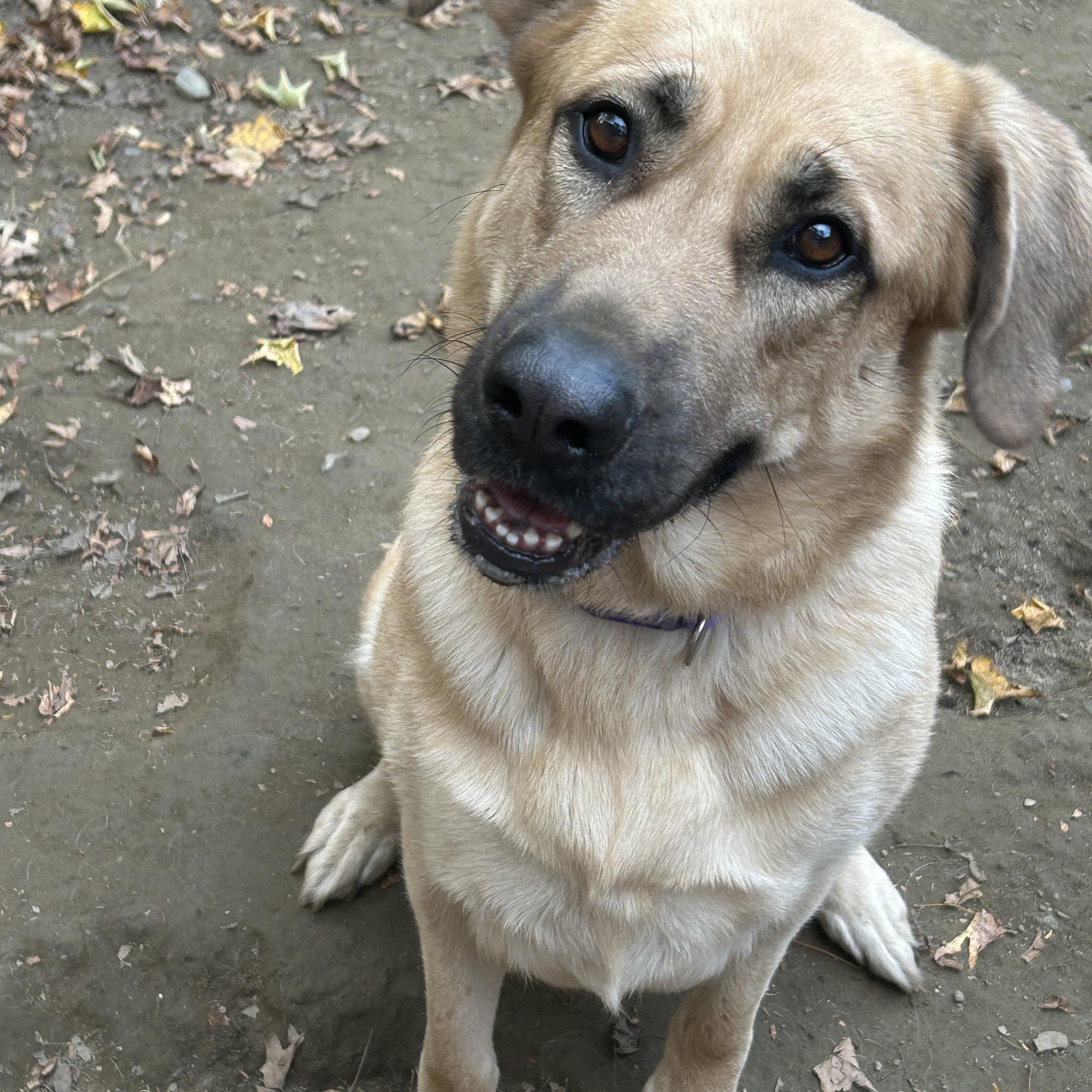 Rosie, a Adoptable mixed breed in Chelsea, VT image 3/4