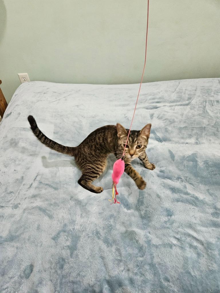 Sebastian, Adoptable, Kitten Male Domestic Short Hair.