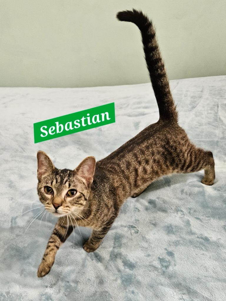 Enlarge Sebastian, a Adoptable mixed breed in Manchester, TN image 2/3